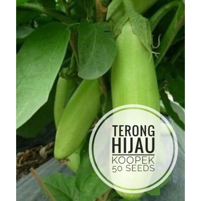 Terong Hijau Lokal Koopek 50 Biji (Benih Bibit Biji Tanaman Sayur Sayuran)