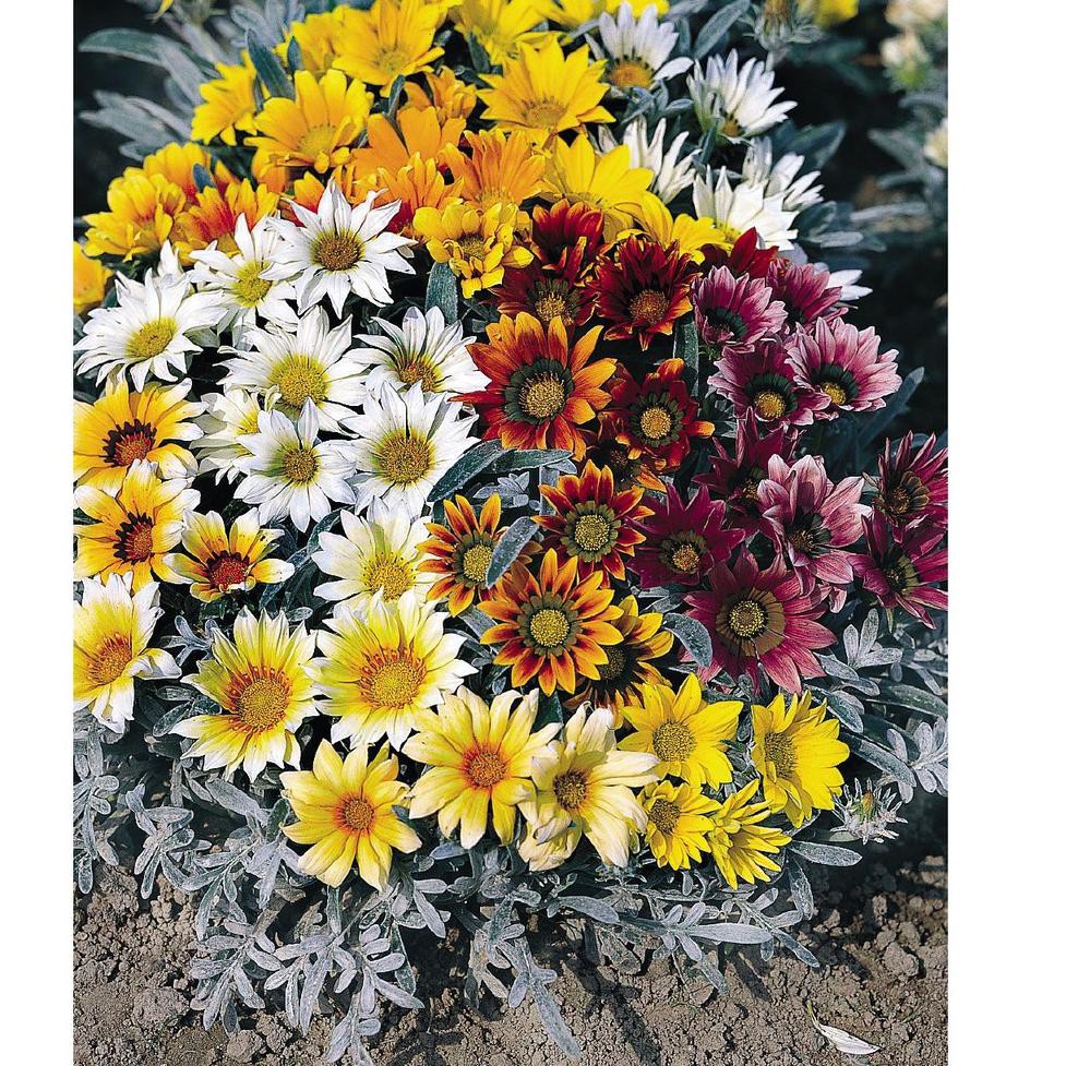 star seller,! ↫ benih-bibit bunga gazania mix (haira seed) ぱ hot sale!!