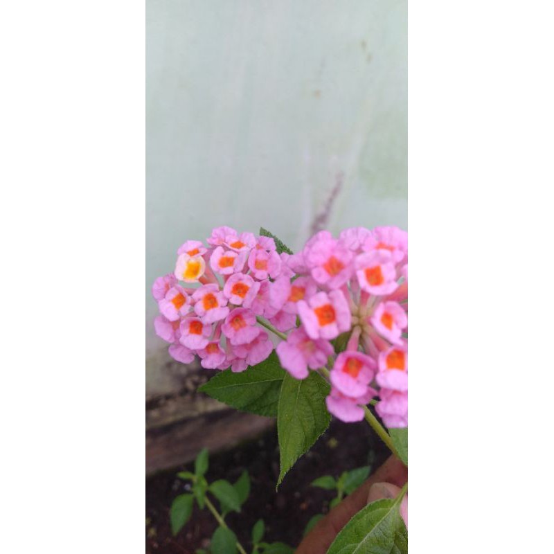 entres lantana pink