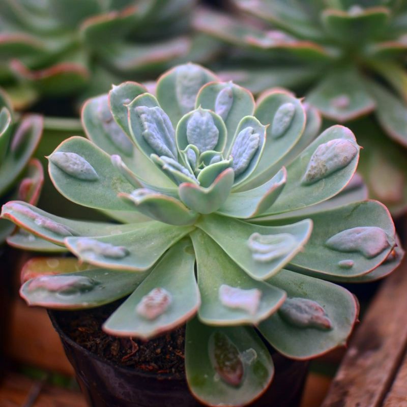 Sukulen Echeveria Raindrop