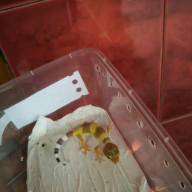 (Mainan) Baby Leopard Gecko Lemon Frost