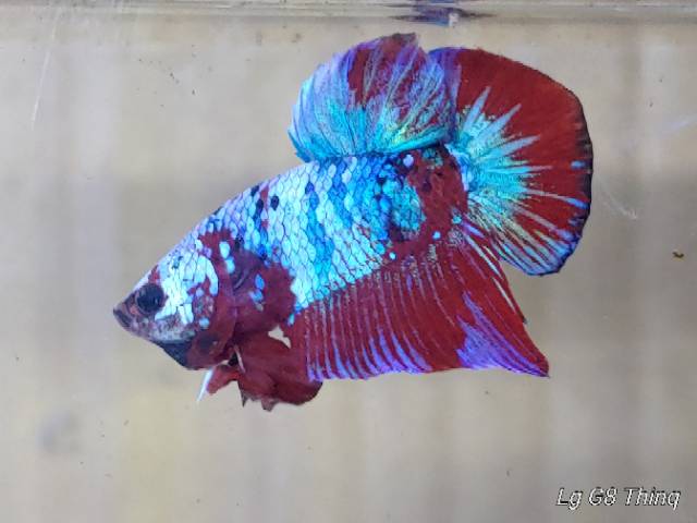 Red Koi Galaxy Special Grade ⭐⭐⭐⭐⭐