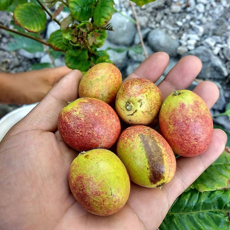 bibit buah matoa siap berbuah