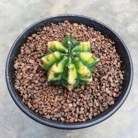 Kaktus Gymno Powder varigata