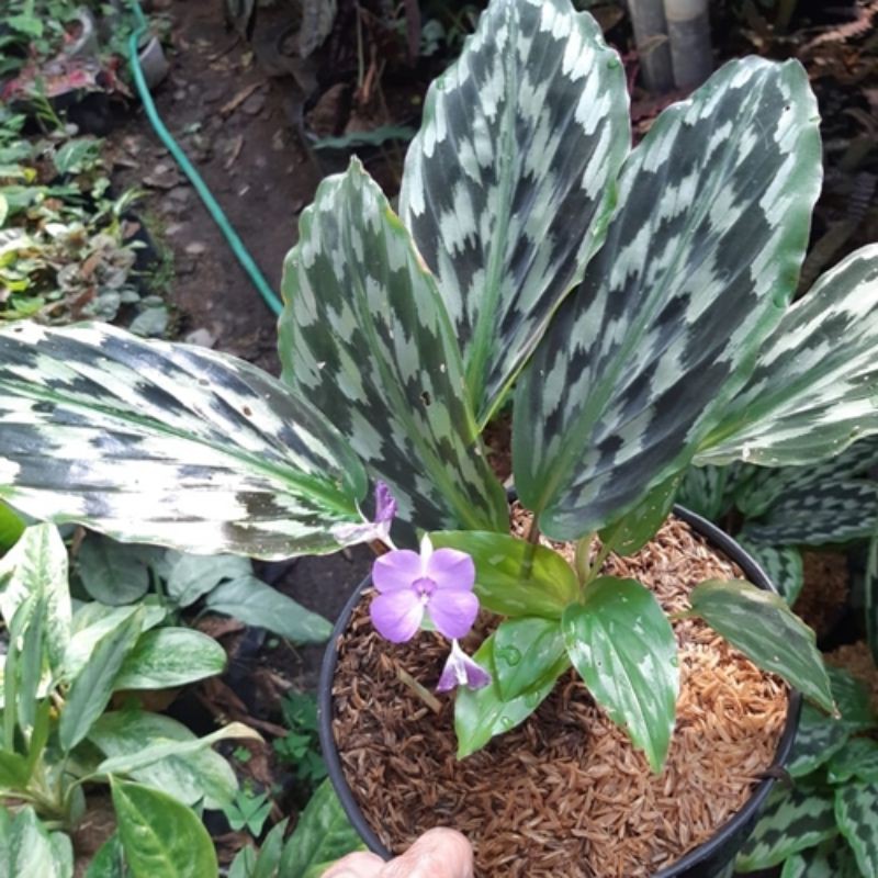 Tanaman hias calathea ekor merak / tanaman indoor outdoor / ekor merak kencur