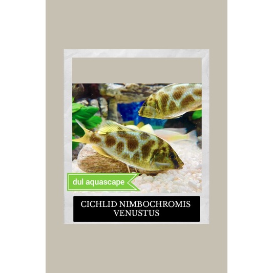 Hiasan aquarium / ikan hias cichlid venustus aquaacape