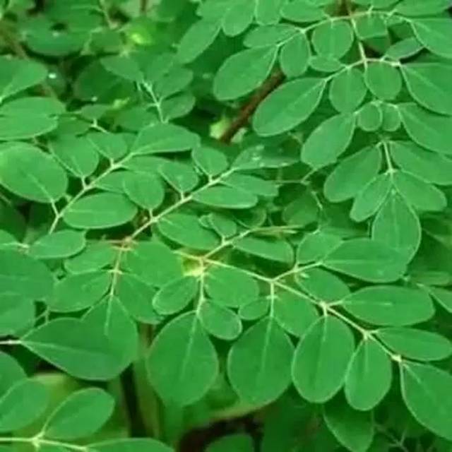 

Daun kelor segar dipetik dadakan