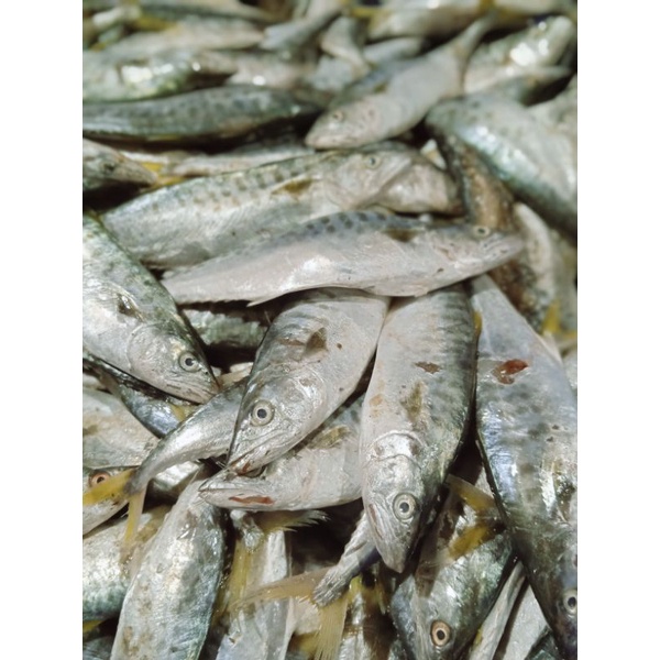 

Ikan Tenggiri Termurah!!! 1Kg