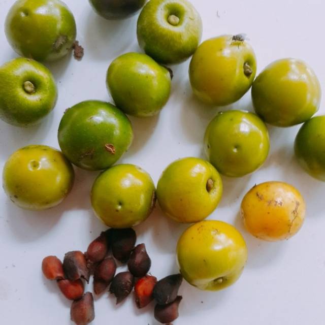 Biji Benih Jati Putih