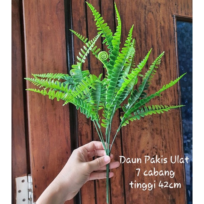 Daun Pir Berduri x7 / Daun Pakis Ulat