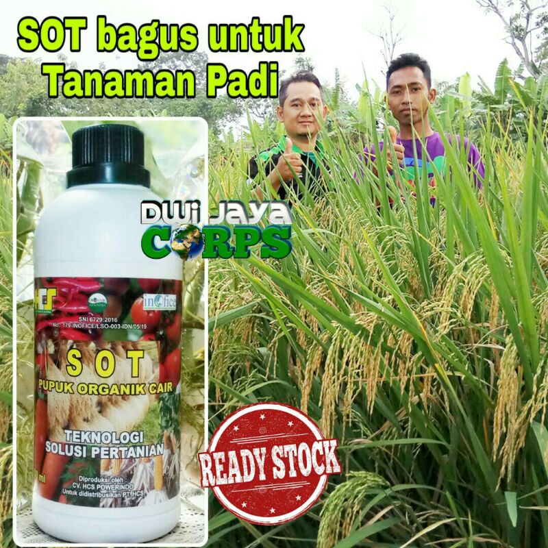SOT HCS, Suplemen Organik Tanaman, Pupuk Organik, Pupuk Hayati, Tanaman Padi