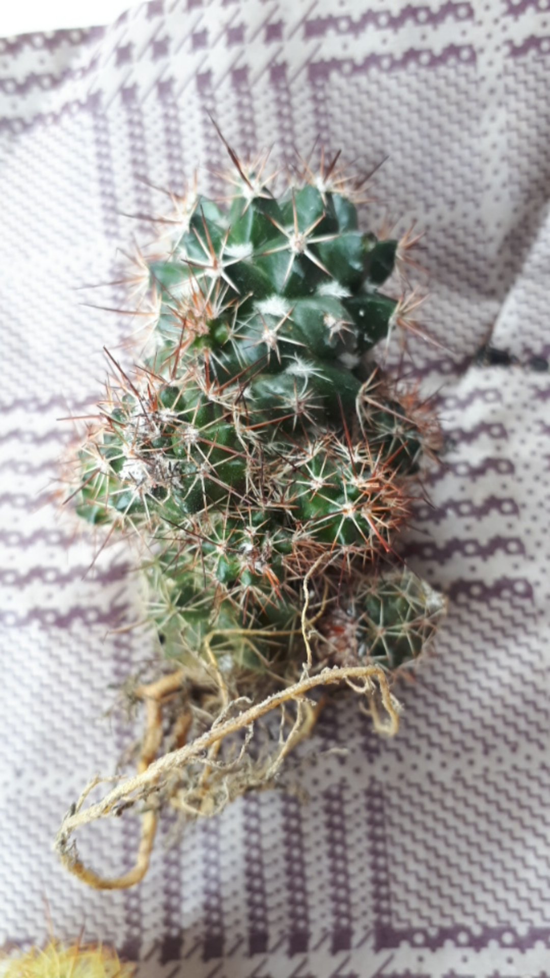 Kaktus Sukulen | 118. Mammillaria Backebergiana