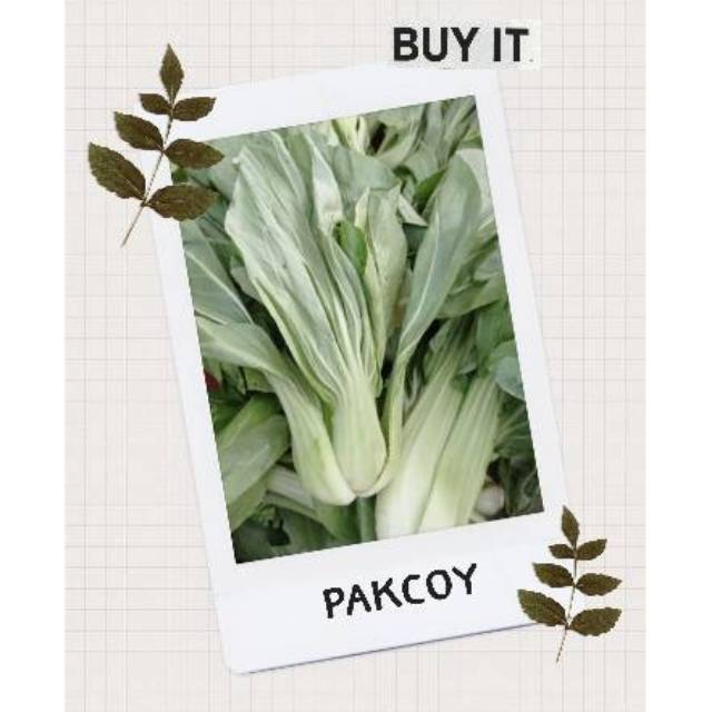 

Pakcoy segar