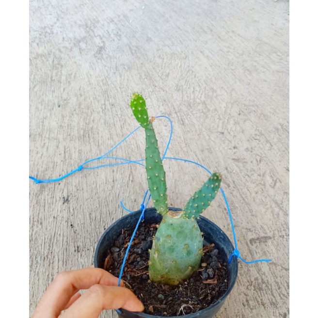 kaktus blue opuntia robusta cactus