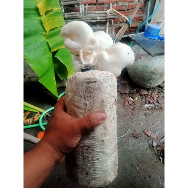 

jamur tiram