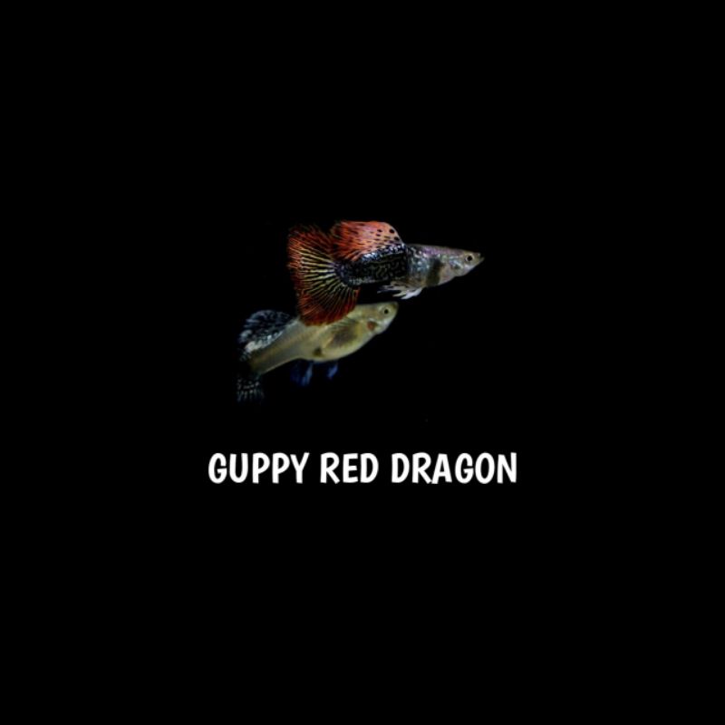 Ikan Guppy Red Dragon
