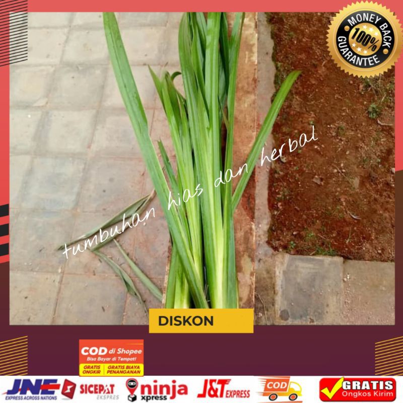 

daun dlingau segar 100 gram dlingo/jeringau/jaringao/jaringau berkualitas