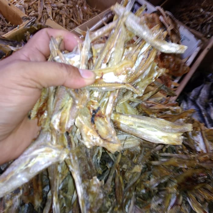 

IKAN BELOSO TAWAR