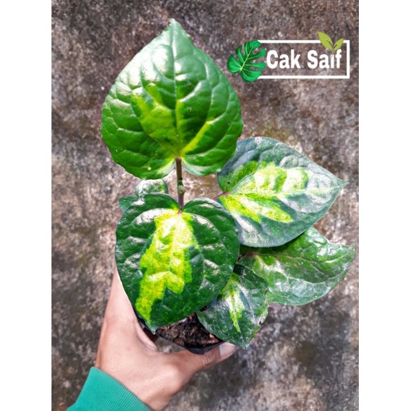 Tanaman Sirih Herbal Varigata / Sirih varigata / Sirih Golden Varigata
