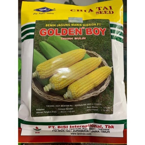 Benih Jagung Manis GOLDEN BOY 250 gram Cap Kapal Terbang