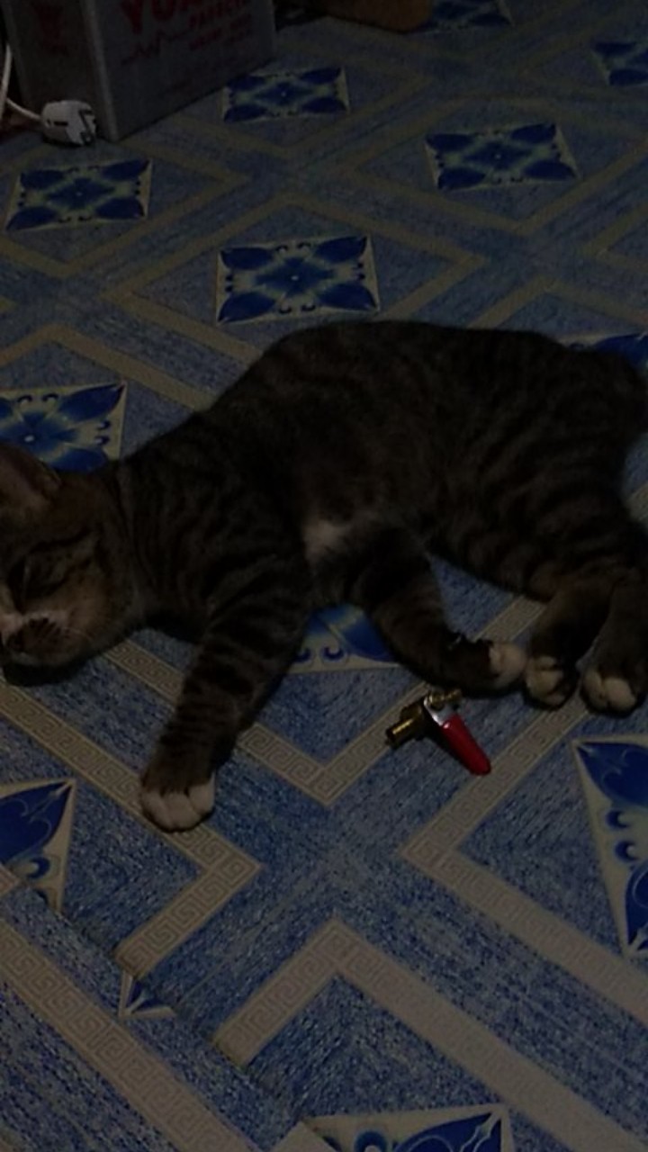 Keran Bensin / Kran Minyak