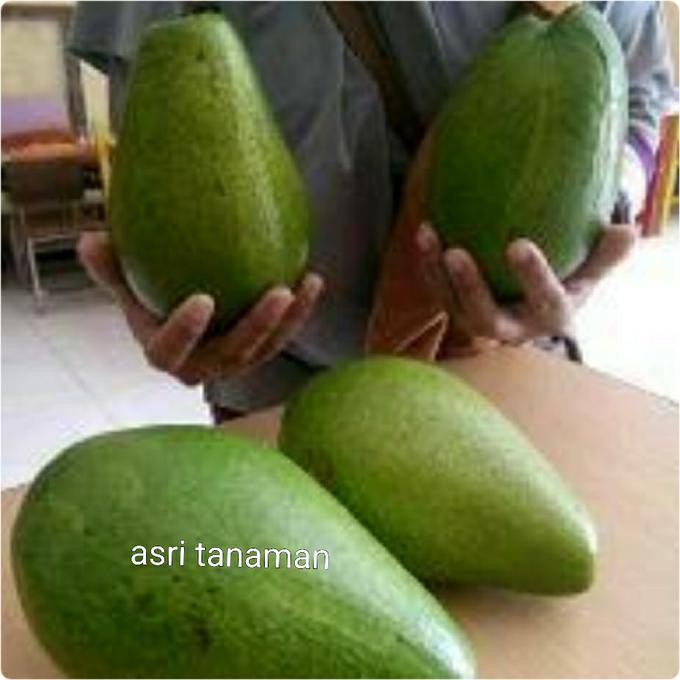 GROSIR BIBIT ALPUKAT MENTEGA BANGKOK SUPER JUAL