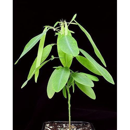 Benih Bibit Biji - Dancing Plant (Tanaman Menari) Codariocalyx motorius Seeds - IMPORT