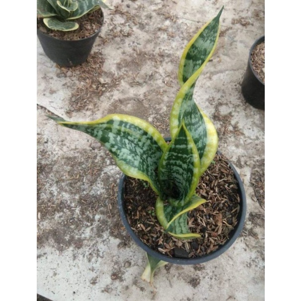 Sansevieria Twister