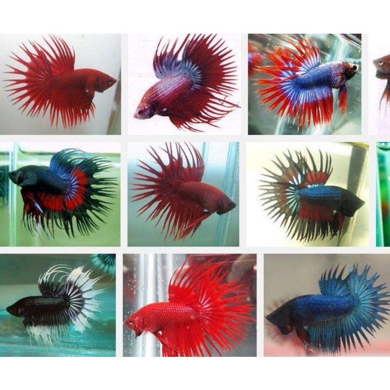 Cupang Serit / Crowntail