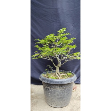 bonsai jeruk kinkit medium