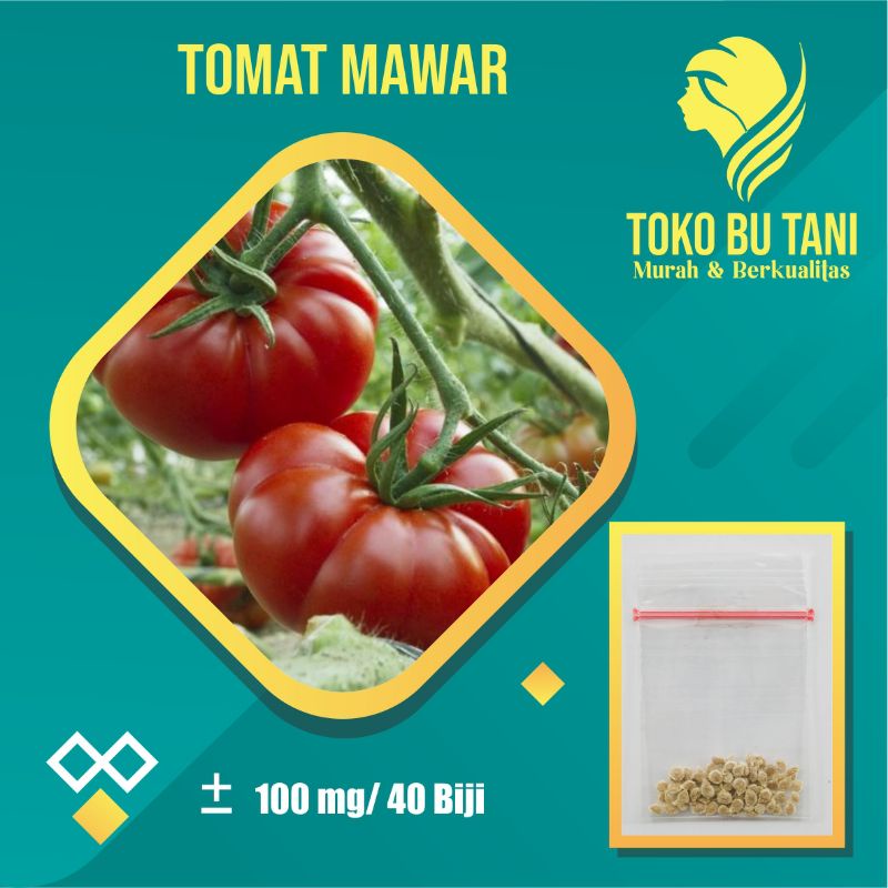 Benih Tomat Keriting Mawar Sayuran Bintang Asia - Bibit Tanaman Sayur