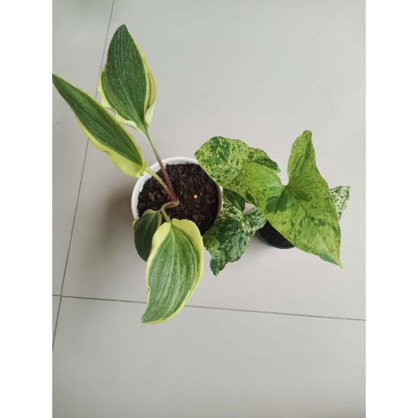 Paket 2 pot lidah katak var dan mojito