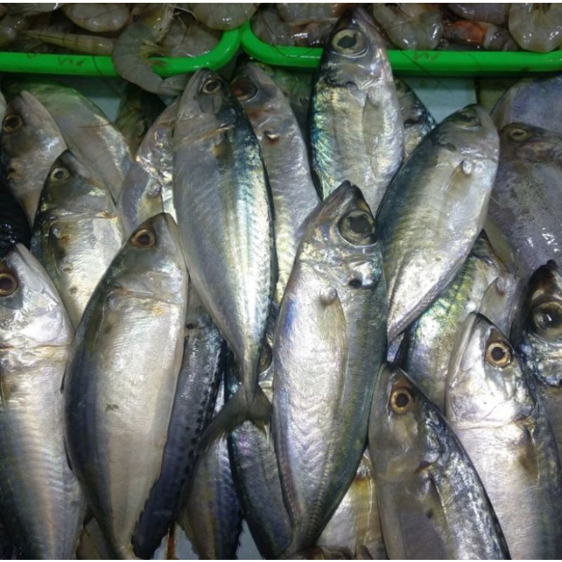 Ikan Ekor Kuning Kembung Banjar Belo Como