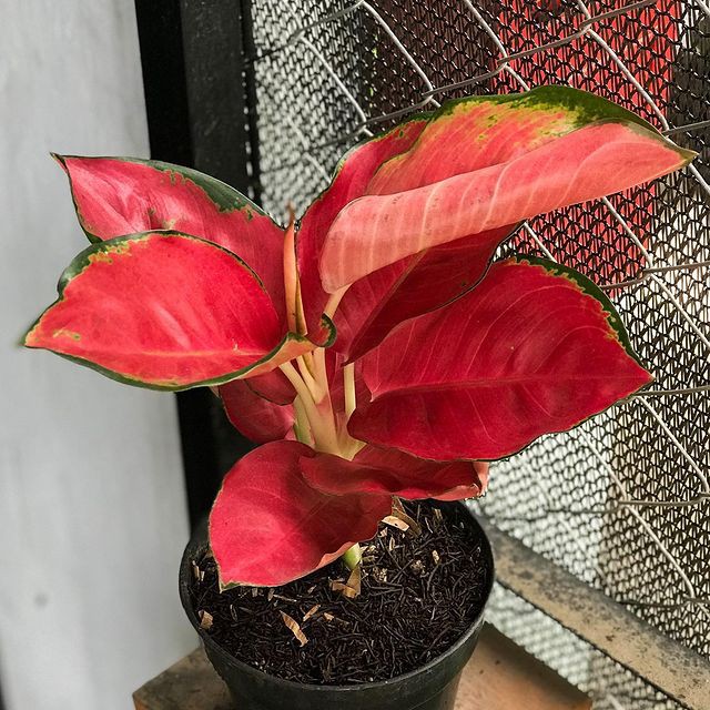 Bonggolan Aglonema Red Cherry