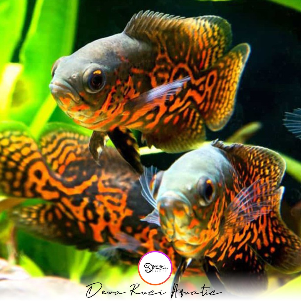 Oscar Black tiger batik 6 cm Termurah di jakarta