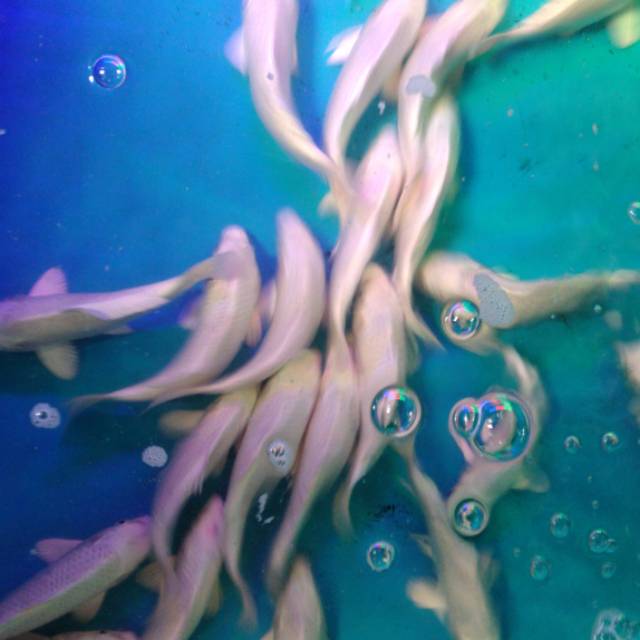 Ikan KOI ogon platinum 20cm