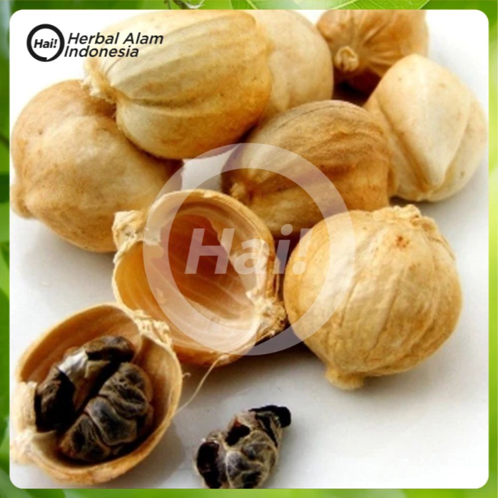 

KAPOL KAPULAGA KERING 100 GR HAI STORE