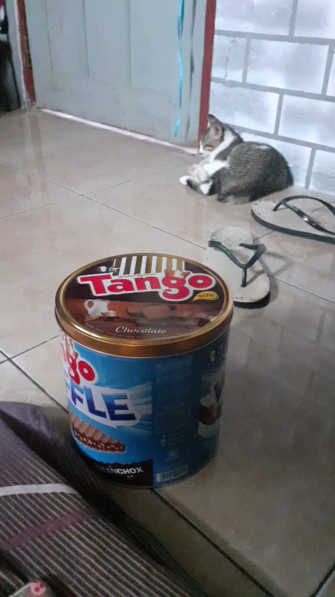 Makanan Untuk Kucing Usia Bayi Selain Susu Dunia Fauna