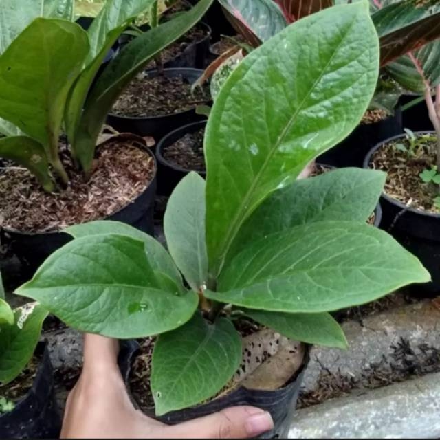 tanaman hias anthurium jenmani - antorium - tanaman anthurium