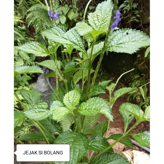 

DAUN PECUT KUDA PER 1 KG
