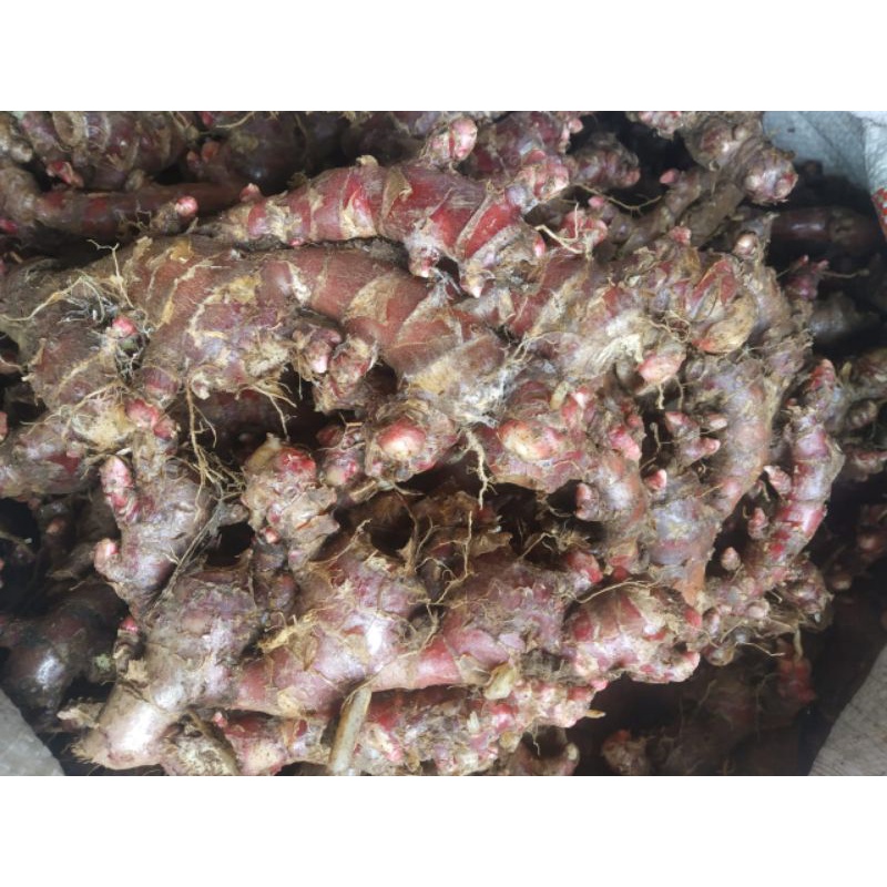 

JAHE MERAH SEGAR,,JUAL PER KG