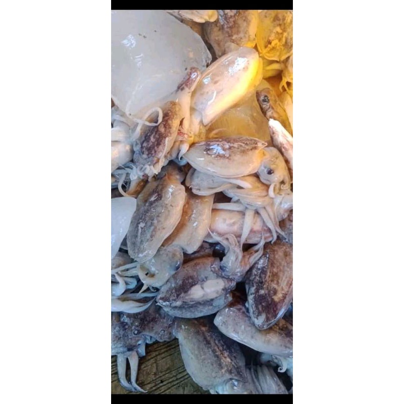 

CUMI BLAKUTAK ,SONTONG