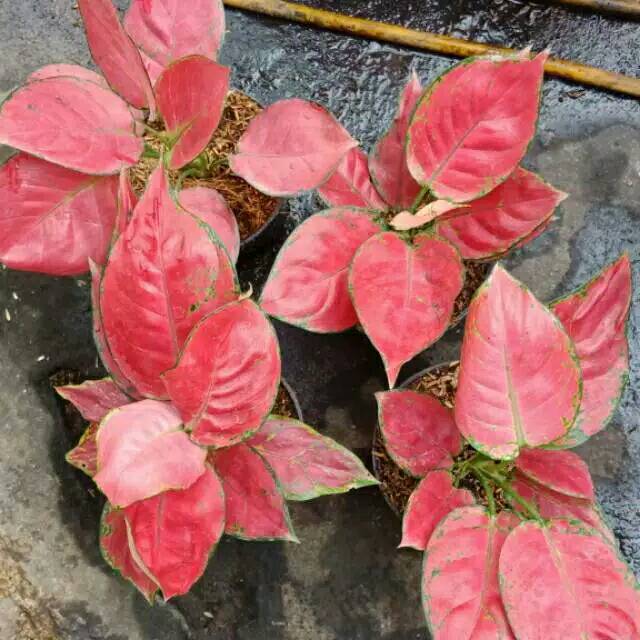 Tanaman hias aglonema red king / pohon aglonema red king