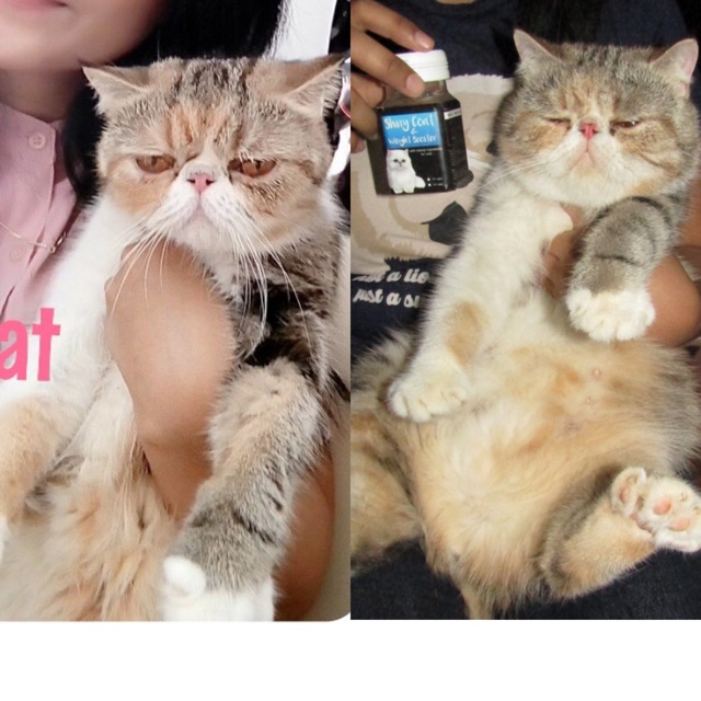 Posha_cat 🇰🇷 Vitamin kucing nafsu makan, gendutin , lebatin bulu &amp; imun tubuh | shiny coat &amp; weight booster