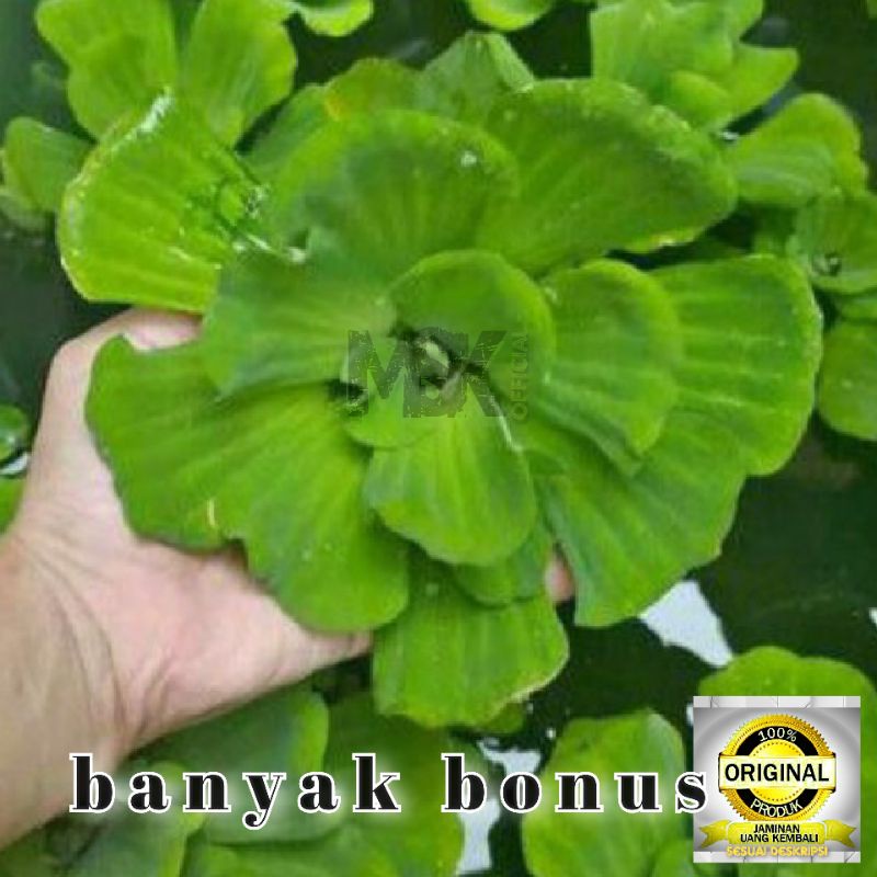 APU APU MAWAR / tanaman air kaya oxigen apu apu / tanaman aquarium / tanaman air untuk burayak / tan