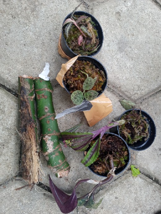 Jewel Orchid Nephelaphyllum Red Promo Bonus Pot