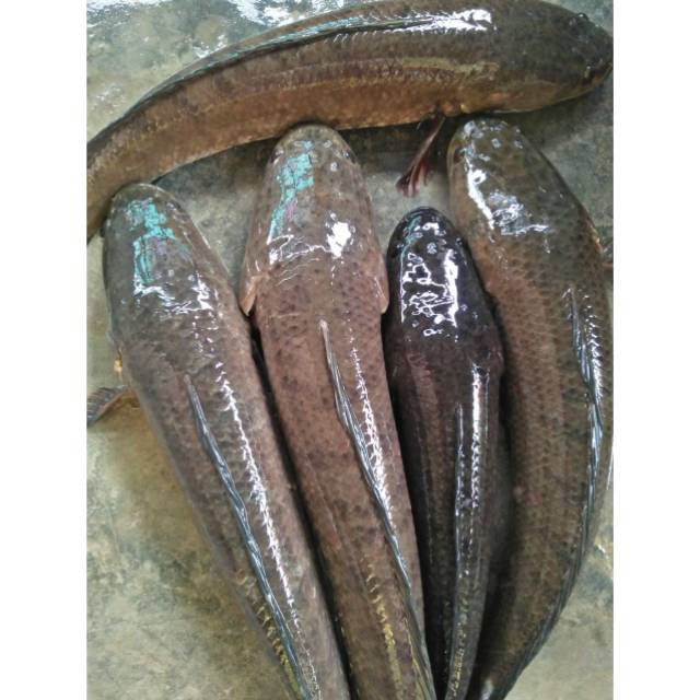 

Ikan gabus