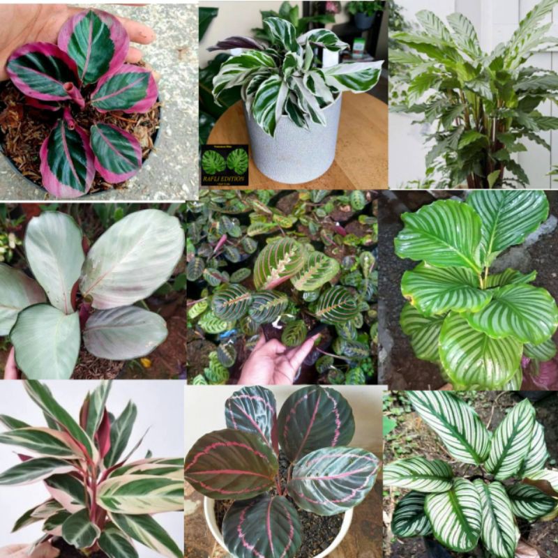 9 paketan tanaman hias calathea murah