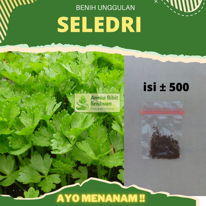 500 Benih Seledri Amigo bibit seledri pilihan terbaik