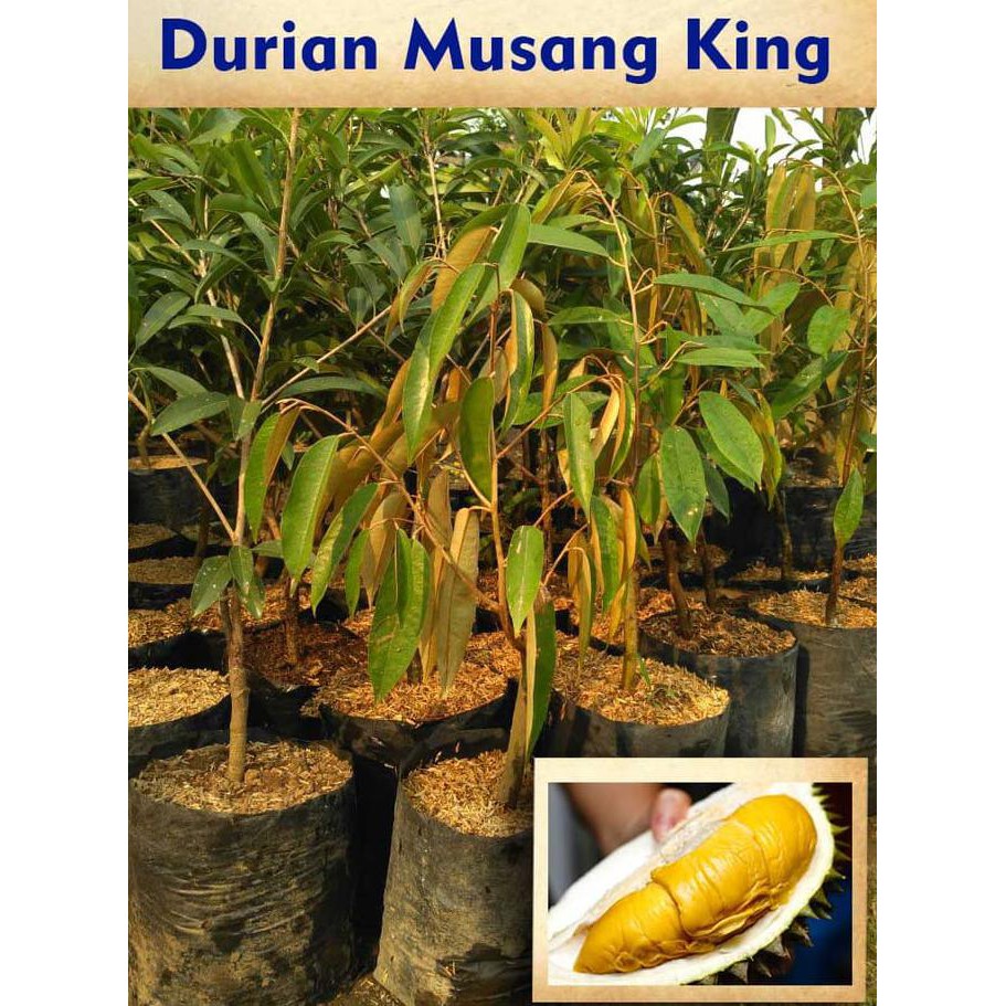 Asli Bibit Durian Musang King *_*